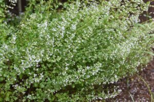 Steinquendel (Calamintha nepeta) mit unzähligen kleinen weißen Blüten