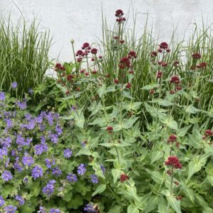 Rote Spornblume (Centranthus ruber) mit dunkelroten Blütendolden vor einer Hauswand