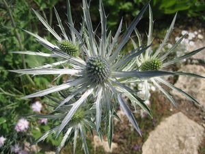 Silbrig-weiße, stachelige Hochblätter der Elfenbeindistel (Eryngium giganteum)