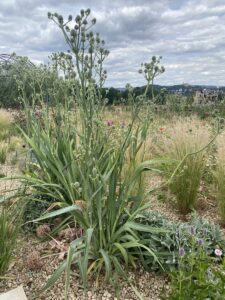 Agavenblättrige Mannstreu (Eryngium agavifolium) mit grünen Blütenkugeln im Kiesbeet