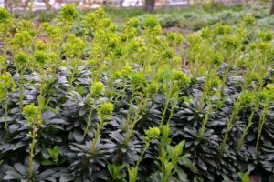 Mandelblättrige Wolfsmilch (Euphorbia robbiae) mit gelbgrünen Blütenständen über dunkelgrünem Laub