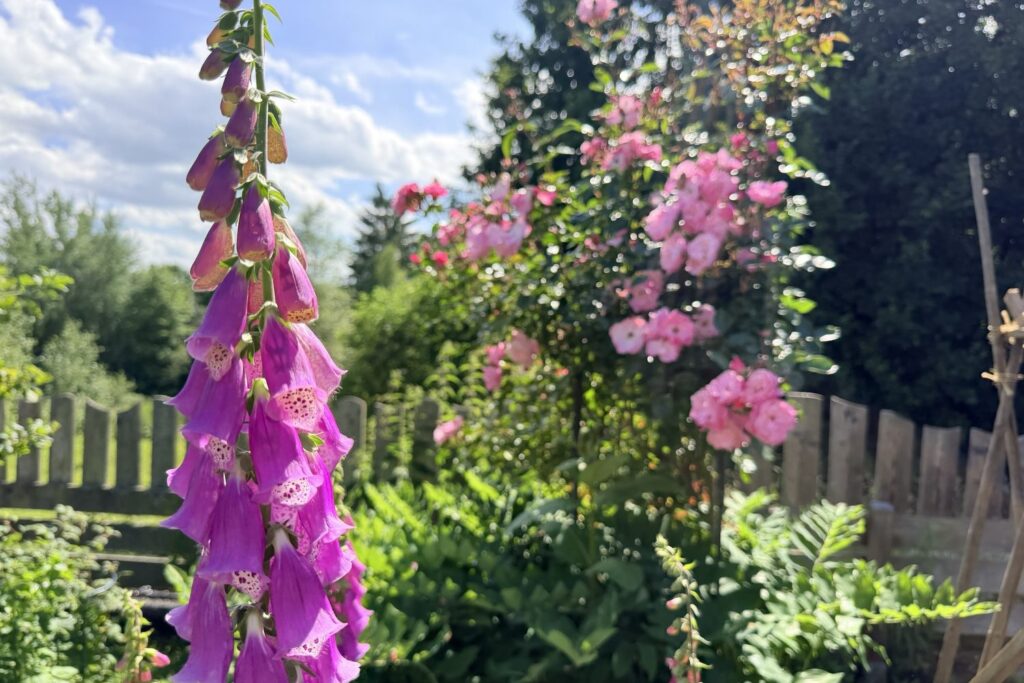 Fingerhut (Digitalis purpurea) im Vordergrund, dahinter rosa blühende Rosen vor einem Holzzaun