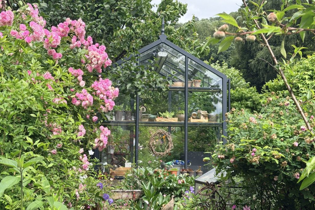 Gewächshaus aus Glas zwischen rosa blühender Kletterrose und einem Pfirsichzweig mit jungen Früchten