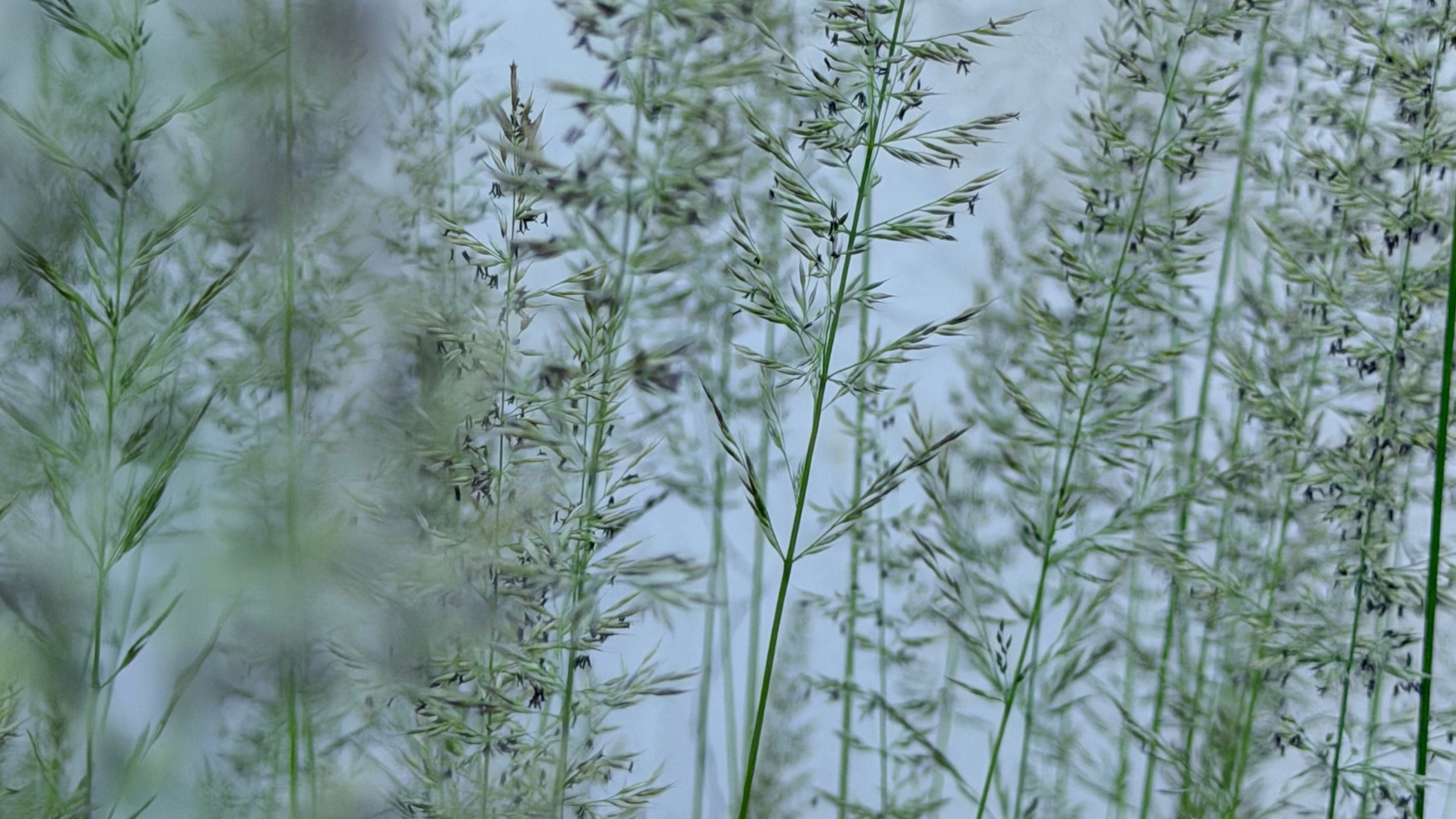 Mehr über den Artikel erfahren Sinnlichkeit kannst du pflanzen: Wie ich Gänsehautmomente im Garten plane