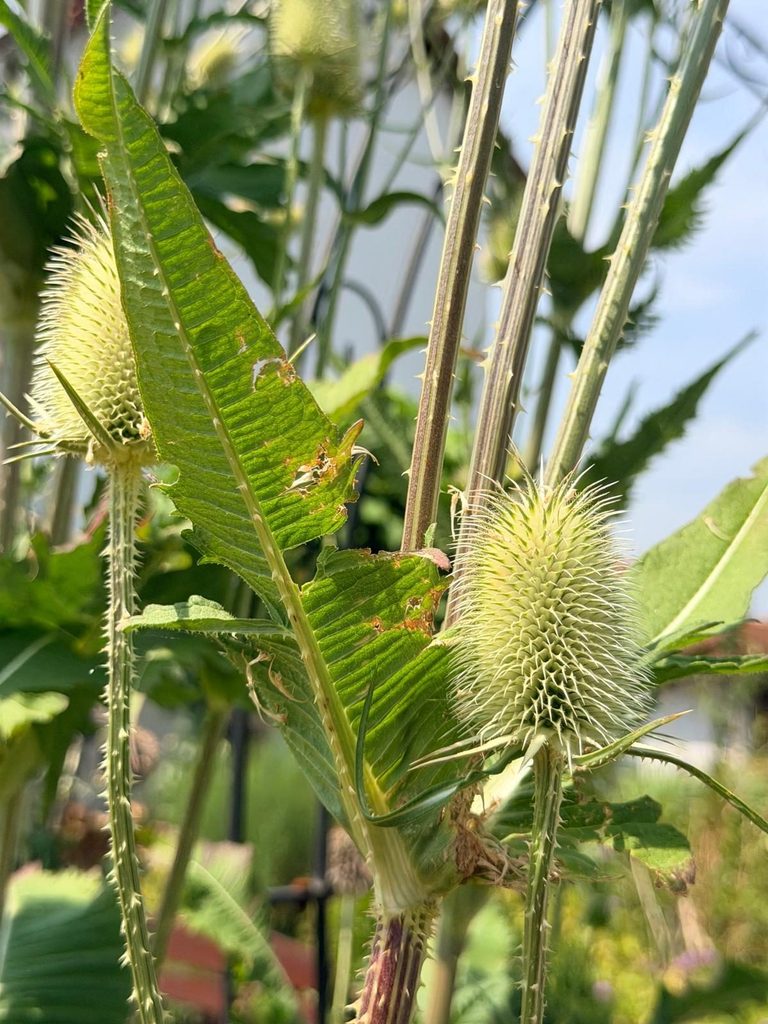 Blatt der Wilden Karde (Dipsacus fullonum) mit Stacheln an der Mittelrippe, daneben zwei Blütenköpfe