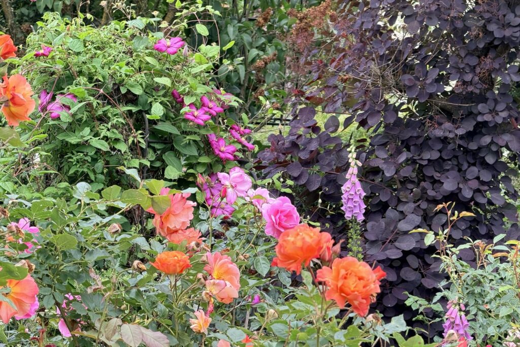 Orange und rosa Rosen vor rotlaubigem Perückenstrauch (Cotinus coggygria), dazwischen Waldrebe (Clematis) und Fingerhut