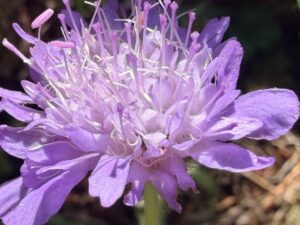 Lilafarbene Blüte der Tauben-Skabiose (Scabiosa columbaria) in Nahaufnahme