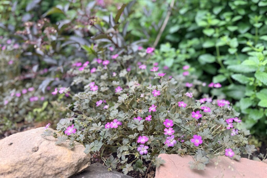 Rosa blühender Storchschnabel (Geranium) zwischen Sandsteinen in einem Staudenbeet