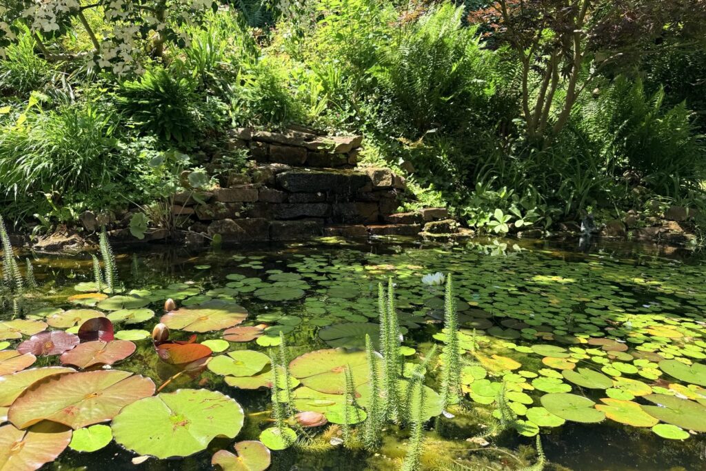 Teich mit Seerosen (Nymphaea) und Tannenwedel (Hippuris vulgaris) vor einer Steinkaskade mit Farnen
